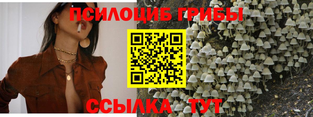 Галлюциногенные грибы Psilocybe  Вход с VPN  Усть-Джегута 